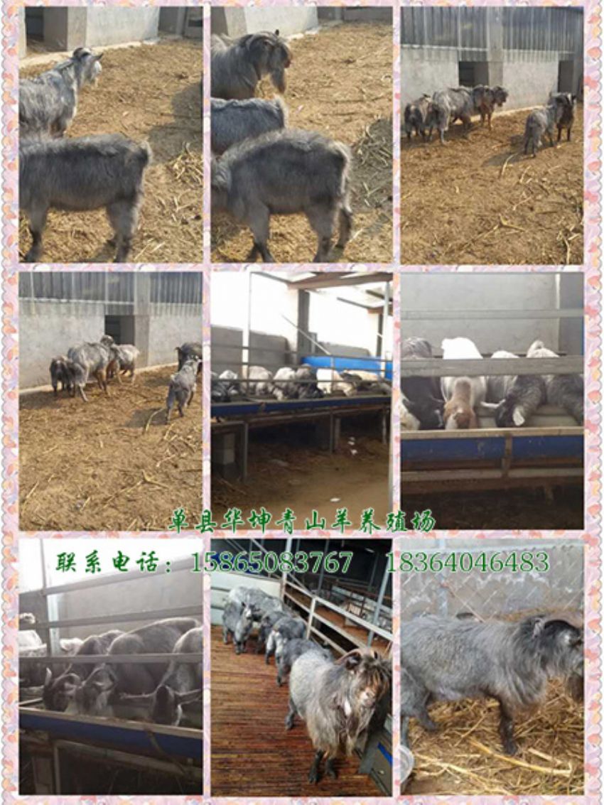 点击查看详细信息<br>标题：青山羊 阅读次数：1698