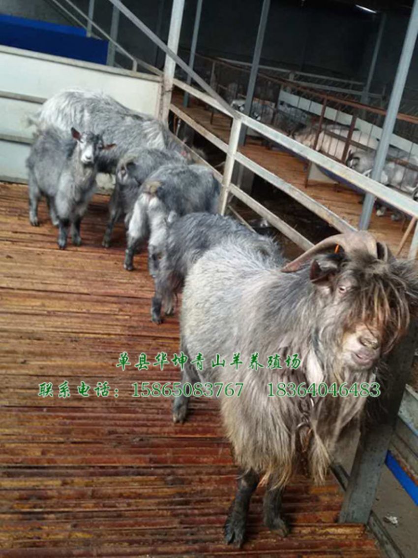 点击查看详细信息<br>标题：青山羊 阅读次数：1662