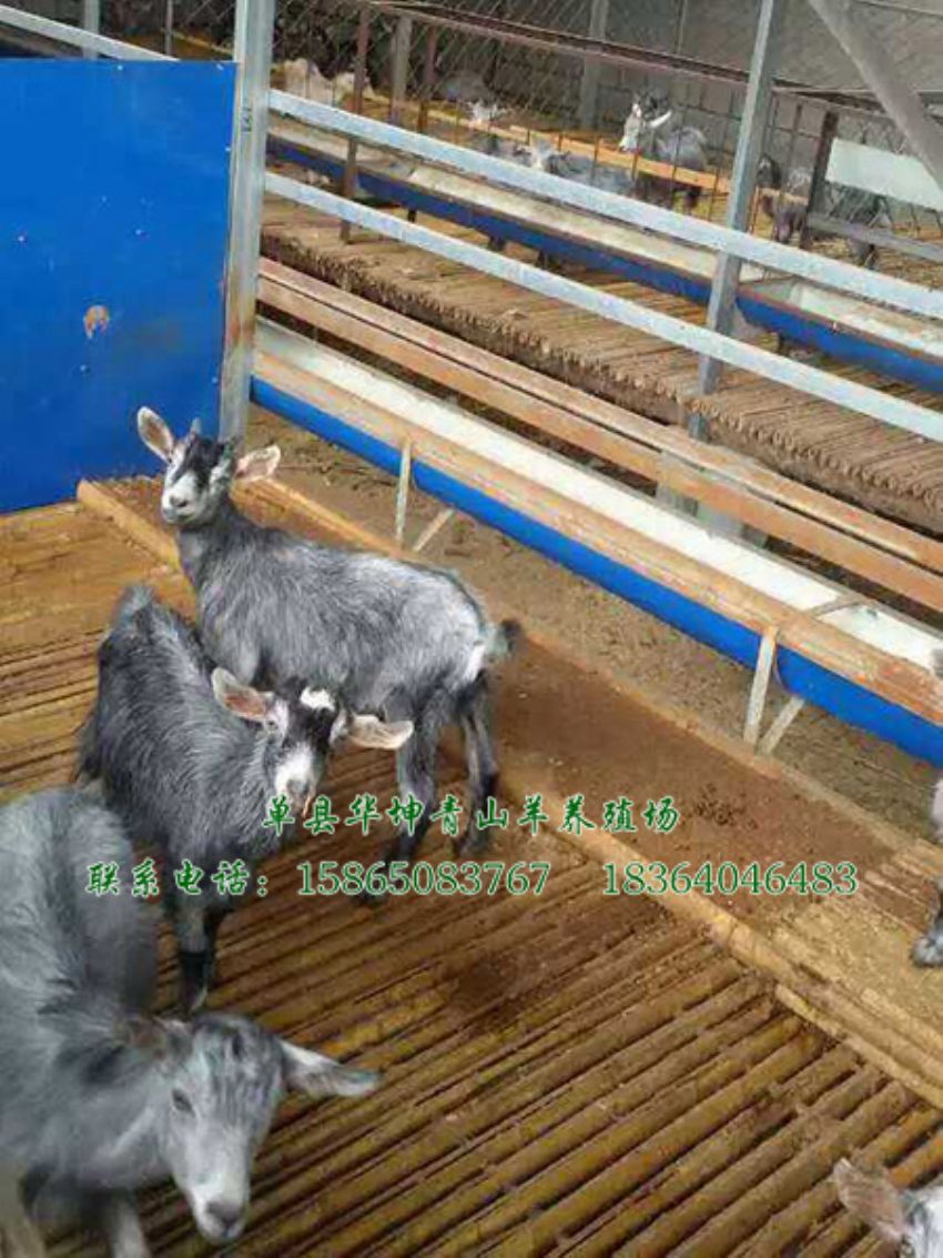 点击查看详细信息<br>标题：青山羊 阅读次数：1550