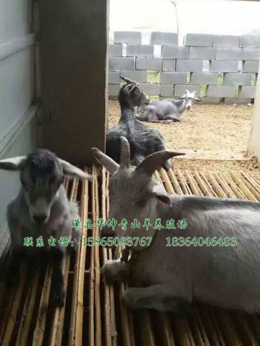 点击查看详细信息<br>标题：青山羊 阅读次数：1686