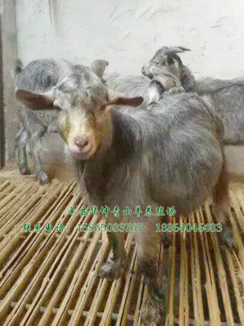 点击查看详细信息<br>标题：青山羊 阅读次数：1583