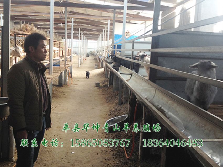 点击查看详细信息<br>标题：青山羊 阅读次数：1699