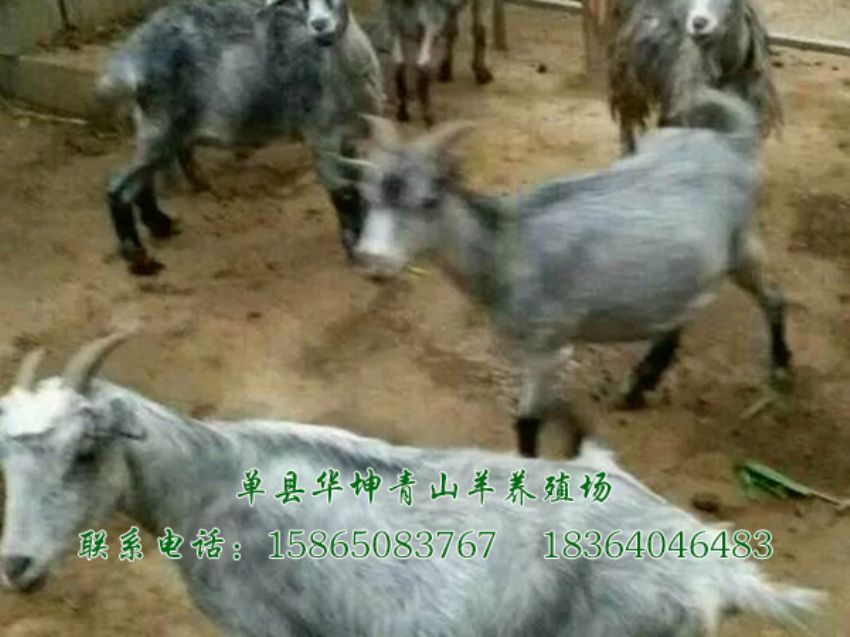 点击查看详细信息<br>标题：青山羊 阅读次数：1930
