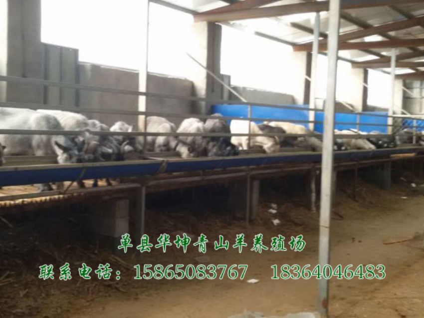 点击查看详细信息<br>标题：青山羊 阅读次数：1760