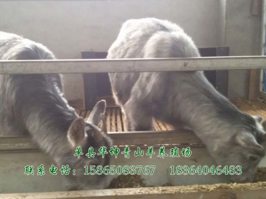 点击查看详细信息<br>标题：青山羊 阅读次数：1878