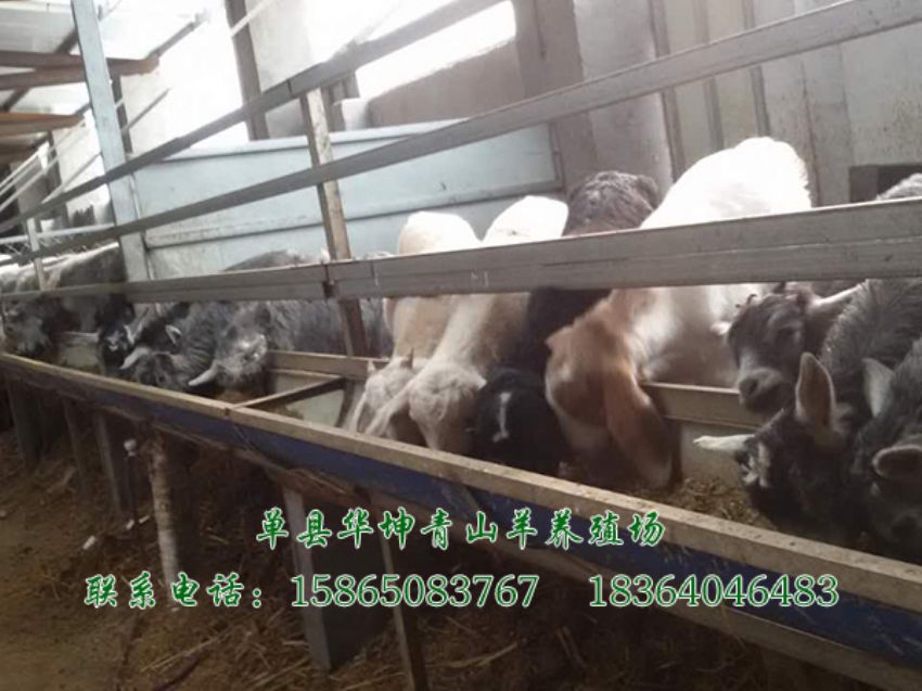 点击查看详细信息<br>标题：青山羊 阅读次数：1877