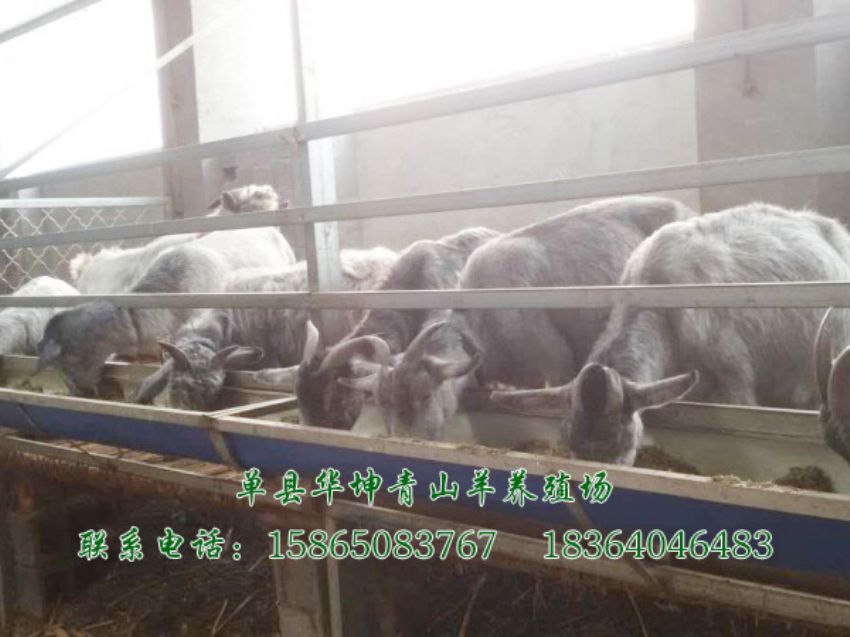 点击查看详细信息<br>标题：青山羊 阅读次数：1865