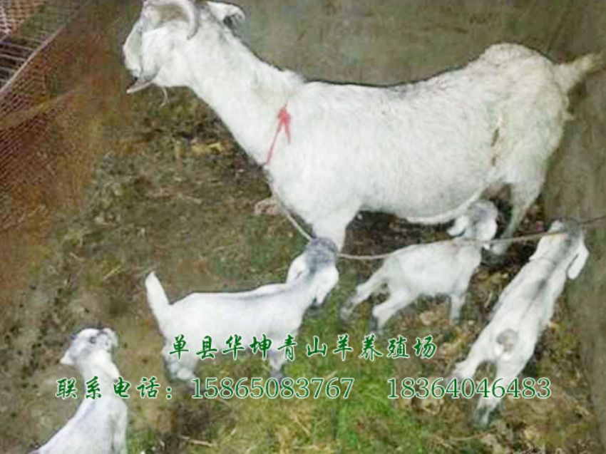 点击查看详细信息<br>标题：青山羊 阅读次数：1910