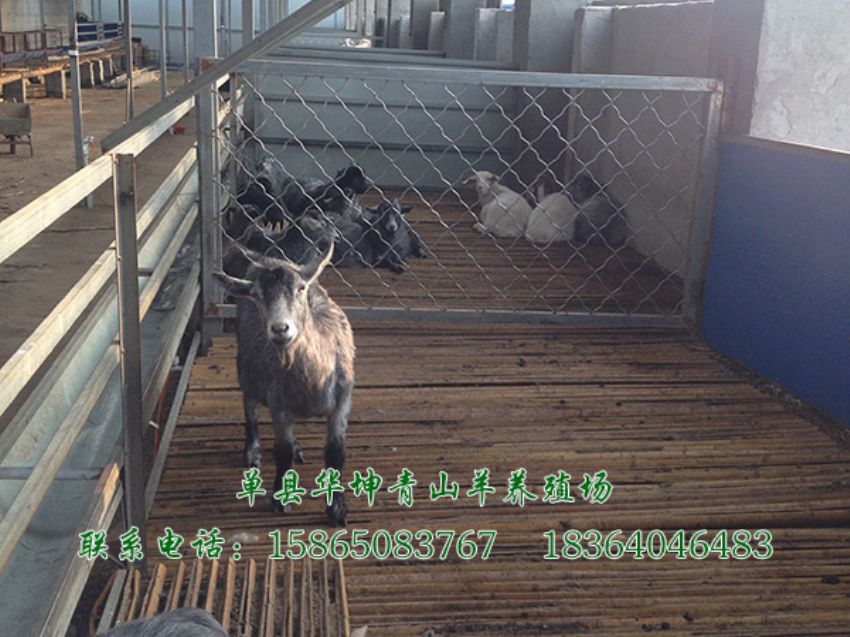 点击查看详细信息<br>标题：青山羊 阅读次数：2070
