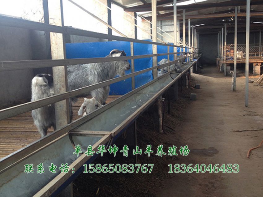 点击查看详细信息<br>标题：青山羊 阅读次数：2019