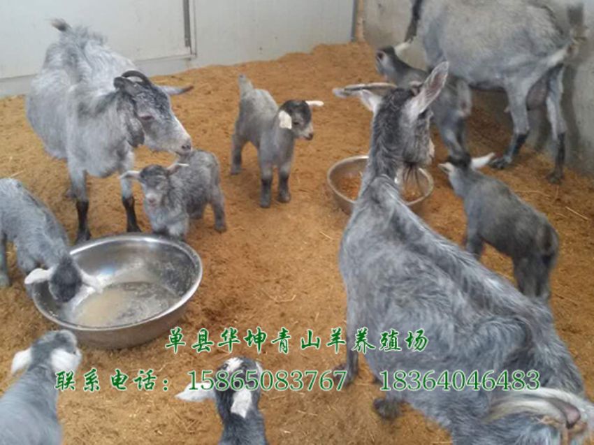 点击查看详细信息<br>标题：青山羊的营养需要 阅读次数：3399