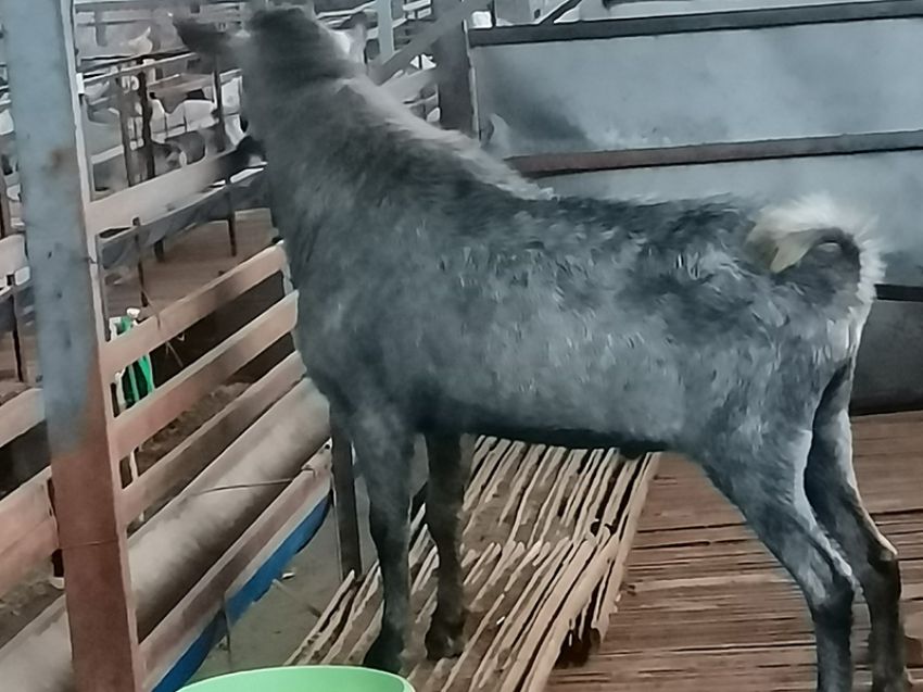 点击查看详细信息<br>标题：青山羊 阅读次数：1453