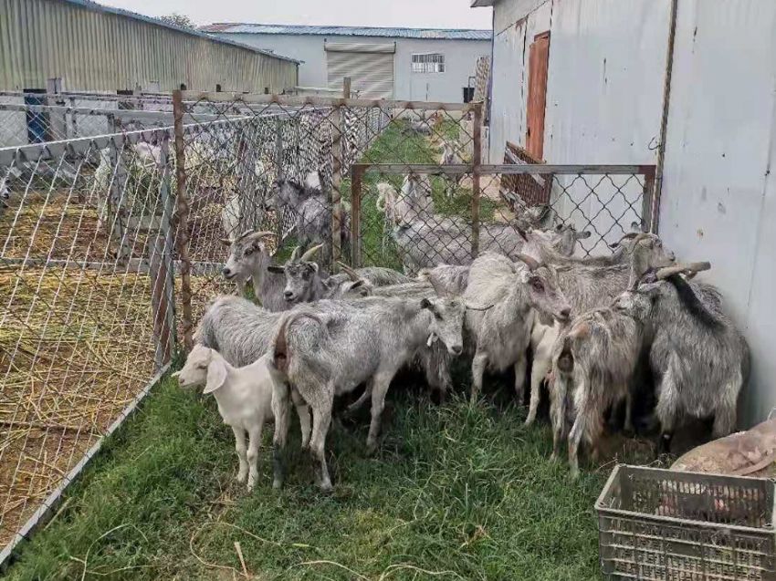 点击查看详细信息<br>标题：青山羊 阅读次数：1565