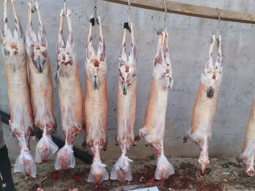 点击查看详细信息<br>标题：羊肉 阅读次数：1689