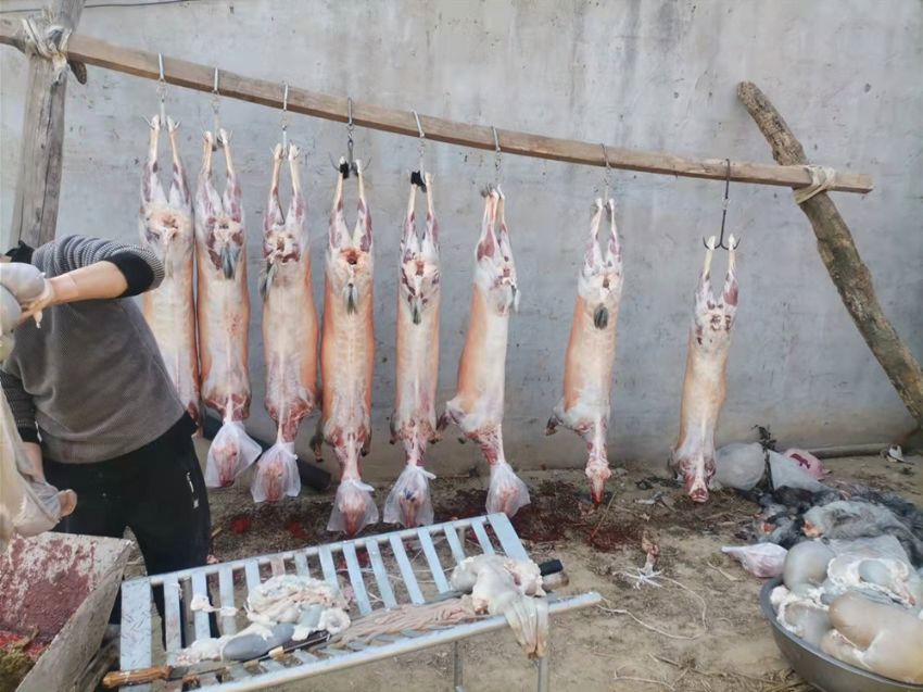 点击查看详细信息<br>标题：羊肉 阅读次数：1665
